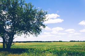 一棵树唯美意境图片