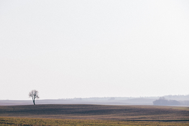 一棵树唯美意境图片