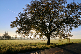 一棵树唯美意境图片