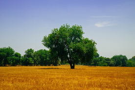 一棵树唯美意境图片