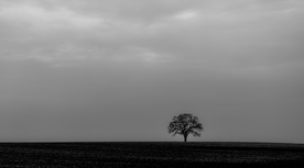 一棵树唯美意境图片