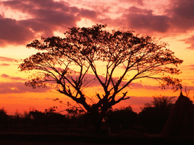一棵树唯美意境图片