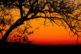 一棵树唯美意境图片