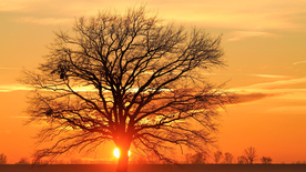 一棵树唯美意境图片