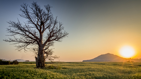 一棵树唯美意境图片