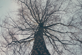 一棵树唯美意境图片