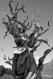 一棵树唯美意境图片