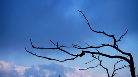 一棵树唯美意境图片