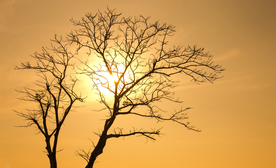 一棵树唯美意境图片