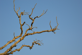 一棵树唯美意境图片