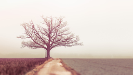 一棵树唯美意境图片