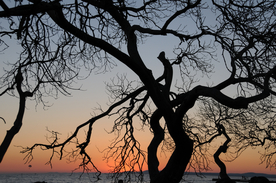 一棵树唯美意境图片