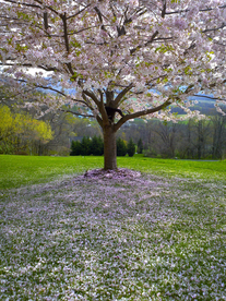 一棵树唯美意境图片