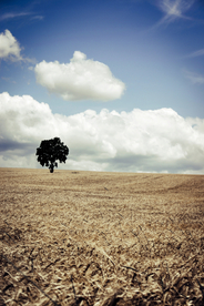 一棵树唯美意境图片