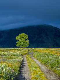 一棵树唯美意境图片