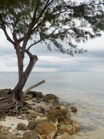 一棵树唯美意境图片