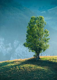 一棵树唯美意境图片