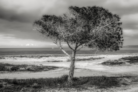 一棵树唯美意境图片