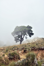 一棵树唯美意境图片
