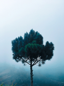 一棵树唯美意境图片