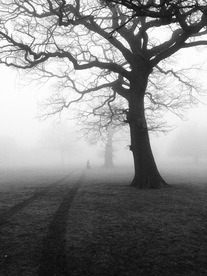 一棵树唯美意境图片