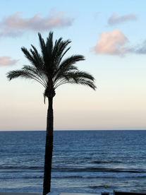 一棵树唯美意境图片