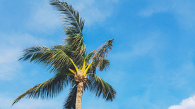 一棵树唯美意境图片