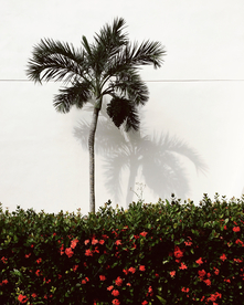 一棵树唯美意境图片