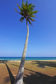 一棵树唯美意境图片