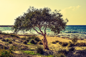 一棵树唯美意境图片