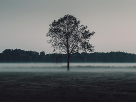 一棵树唯美意境图片