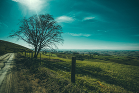 一棵树唯美意境图片