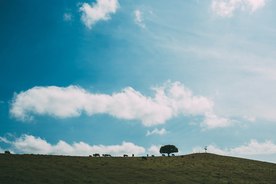 一棵树唯美意境图片