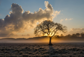 一棵树唯美意境图片