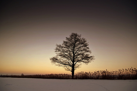 一棵树唯美意境图片
