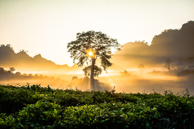 一棵树唯美意境图片