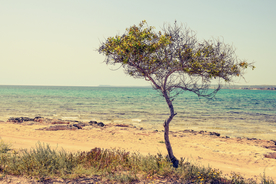 一棵树唯美意境图片