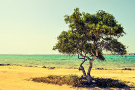 一棵树唯美意境图片