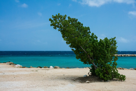 一棵树唯美意境图片