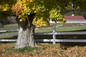一棵树唯美意境图片