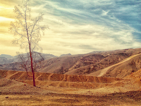 一棵树唯美意境图片