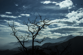 一棵树唯美意境图片