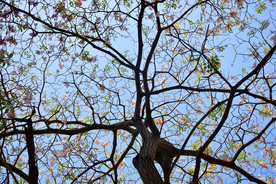 一棵树唯美意境图片