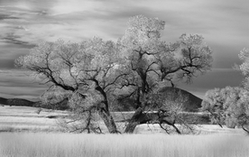 一棵树唯美意境图片