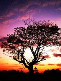 一棵树唯美意境图片