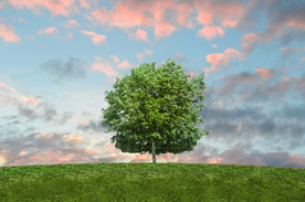 一棵树唯美意境图片