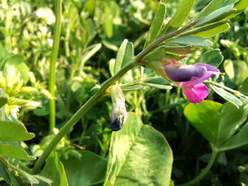 野豌豆花