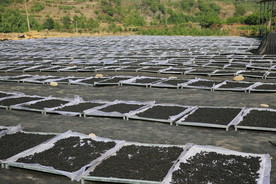 桑果晾晒 桑葚晾晒