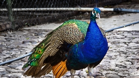 孔雀空山鸟语图片