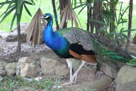 孔雀空山鸟语图片